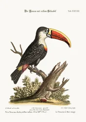 Le toucan à bec rouge, 1749-73